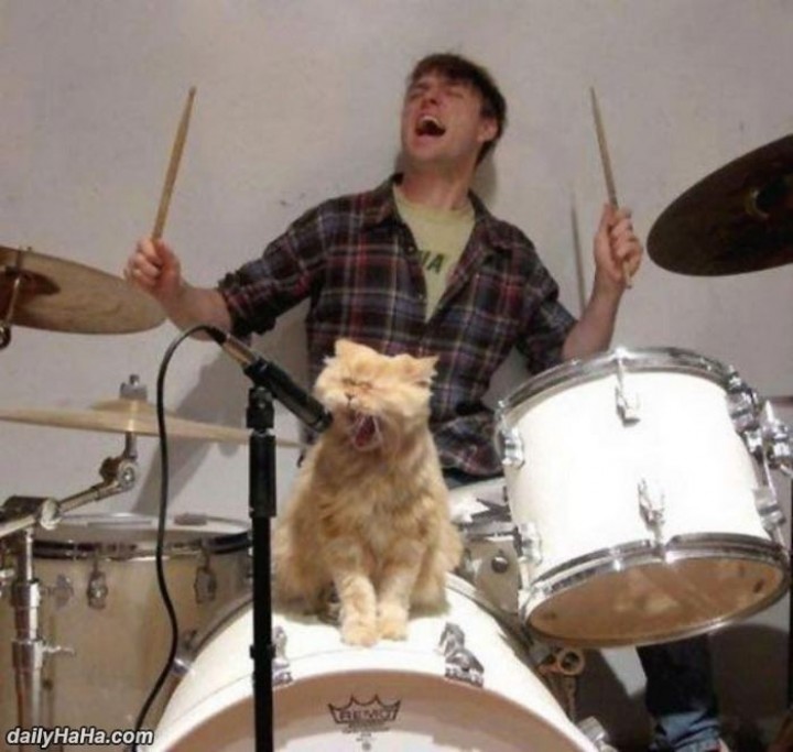 who-let-the-dogs-out