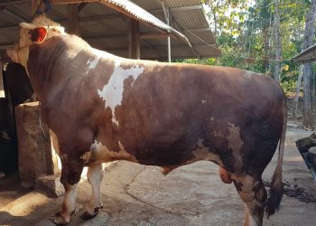 Sapi Seberat 1 Ton Menangi Kontes Hewan Di Sidoarjo