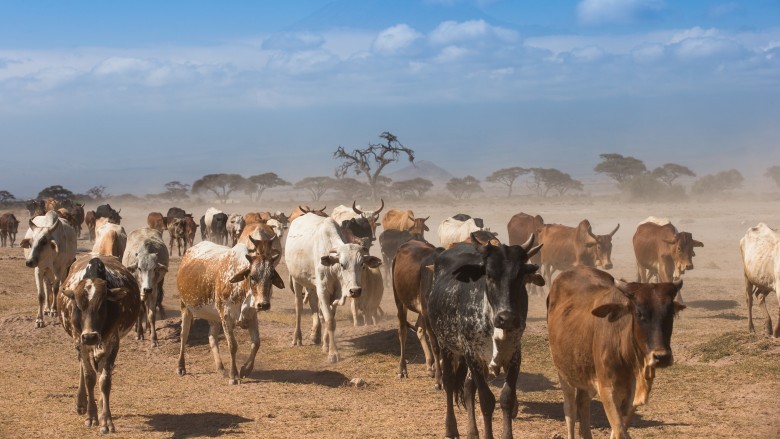 Nggak Nyangka, Bahan-Bahan Aneh Ini Jadi Menu Sarapan