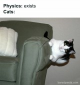 4-gambar-ini-wajib-dilihat-sebelum-kamu-ingin-pelihara-kucing