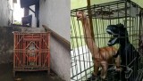 4-isi-kandang-hewan-nyleneh-bikin-senyum-senyum-sendiri