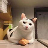 5-tingkah-random-kucing-ini-bukti-kalau-kucing-emang-susah-ditebak