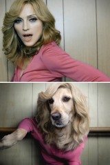 anjing-ini-ngefans-berat-madonna-sampai-menirukan-gaya-madona-dalam-poster-albumnya-yang-hasilnya-bikin-kita-melongo