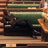 apa-jadinya-kalau-hewan-nangkring-di-tempat-yang-nggak-seharusnya