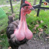 ayam-1