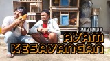 ayam-kesayangan