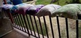 bahagia-itu-cukup-punya-bantal-yang-sama