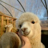 bukan-hanya-kucing-dan-anjing-ini-bukti-kalau-alpaca-gak-kalah-imut