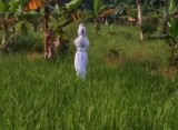 bukan-orang-orangan-3-benda-ini-malah-nangkring-di-tengah-sawah