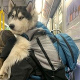 cara-kocak-agar-anjing-bisa-masuk-kereta-bawah-tanah-ini-kreatif-bikin-cengar-cengir