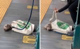 cara-kocak-majikan-membawa-anjing-peliharaannya-jalan-jalan-ini-bikin-geleng-geleng-kepala