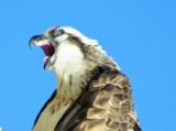 ckckck-burung-burung-yang-sungguh-jauh-dari-ekspektasi
