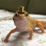 dereran-potret-kocak-kadal-ini-bikin-gemesin-lihatnya