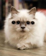 deretan-foto-foto-kucing-berikut-ini-bikin-kita-pusing