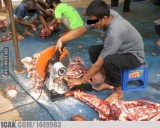 deretan-hal-hal-yang-tidak-terduga-dalam-idul-adha-ini-bikin-ketawa-ngakak