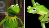 deretan-potret-katak-dengan-tingkah-lucu-dan-menggemaskan-ini-bakal-bikin-kamu-ingin-geregetan