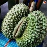 duren