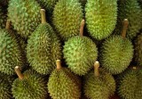 durian-gundul-dari-lombok-rajanya-buah