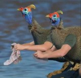editan-kocak-ketika-burung-memiliki-tangan-ini-bakal-bikin-senyum-tipis