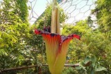 fakta-bunga-titan-arum-bunga-tertinggi-di-dunia