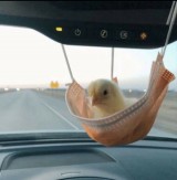 gumush-banget-3-tingkah-hewan-ini-bikin-geleng-geleng-kepala