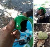 helm-untuk-ayam-ini-anti-mainstream-bikin-ngakak-abis