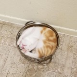 kalau-udah-ngantuk-hewan-bisa-tidur-di-mana-aja-emang-aneh