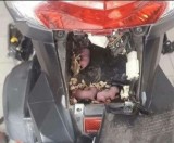kamu-nggak-bakal-percaya-3-hewan-ini-hidup-di-motor