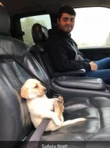 kelakuan-kocak-anjing-saat-diajak-naik-mobil-ini-ekspresinya-lucu-banget