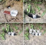 kelakuan-kocak-kucing-seperti-aliran-sekte-baru-ini-bikin-geleng-kepala