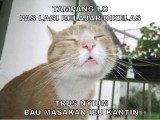 kelakuan-kucing-ini-bikin-bingung-orang-lewat-lagi-ngapain-sih