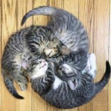 kelakuan-nyeleneh-kucing-saat-tidur-ini-bikin-gemesin