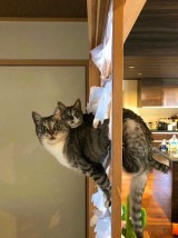 kerusuhan-yang-hewan-lakukan-ini-bakal-bikin-garuk-kepala