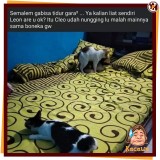 kucing-kawin