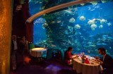 makan-di-akuarium-sabi-banget