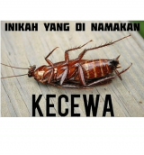 takut-kecoa-mungkin-cara-ini-ampuh-buat-kamu