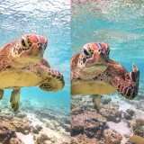 nggak-mau-kalah-4-hewan-ini-kelakuannya-malah-kaya-manusia