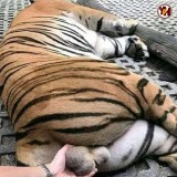 nyali-aja-ngga-cukup