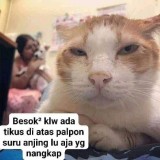 orang-insecure-sih-biasa-kucing-insecure
