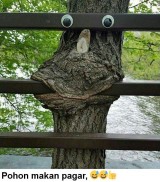 pagar-makan-tanaman-udah-biasa-yang-ini-beda-dari-yang-lain