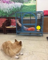 penampakan-di-dalam-kandang-yang-nyeleneh-dan-bikin-garuk-kepala