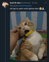 potret-aib-kucing-yang-bikin-kita-cengar-cengir-sendiri-gemes