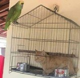 potret-aksi-random-hewan-bikin-ini-bikin-senyum-tipis-lihatnya