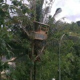 potret-aneh-ketika-ada-benda-di-pohon-ini-bikin-cengar-cengir