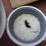 potret-apes-saat-laper-ini-bikin-kita-tepuk-jidat