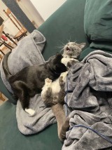 potret-kelakuan-kocak-dan-lebay-kucing-abu-abu-ini-kacau-banget