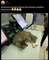 potret-kelakuan-kucing-di-stasiun-ini-bikin-ketawa-rebahan-mulu
