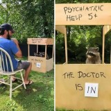 potret-kelakuan-rakun-di-beberapa-tempat-ini-bikin-menggemaskan