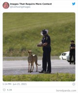 potret-kocak-binatang-yang-tidak-pada-tempatnya-ini-bikin-cengar-cengir