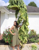 potret-kocak-bunga-dengan-ukuran-jumbo-ini-bikin-kita-kucek-mata